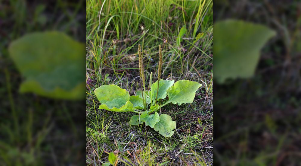 Des feuilles de plantin