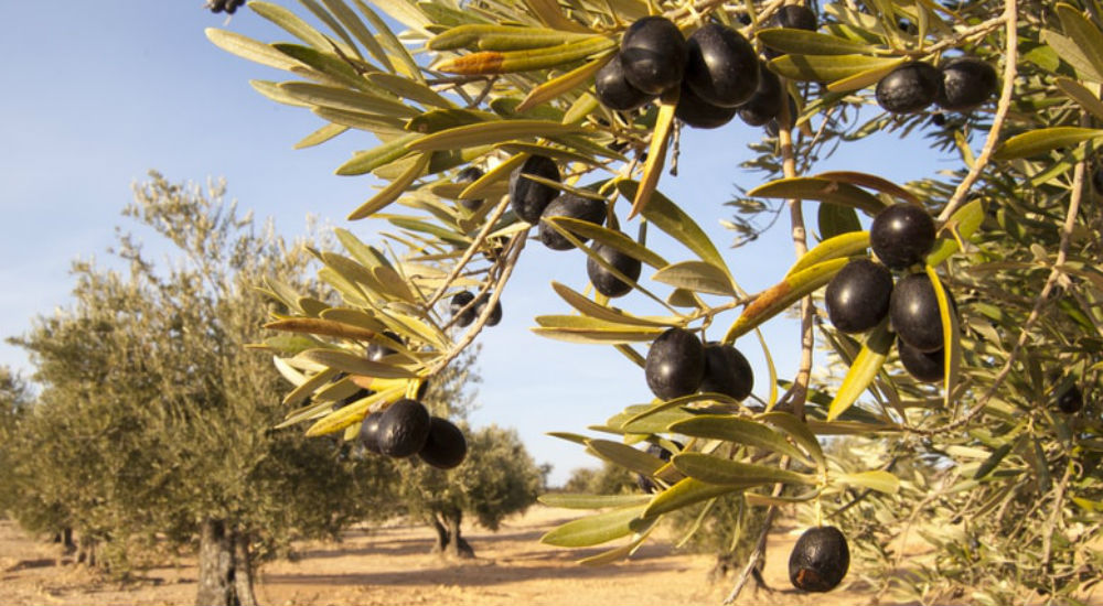 des oliviers dans la campagne crétoise