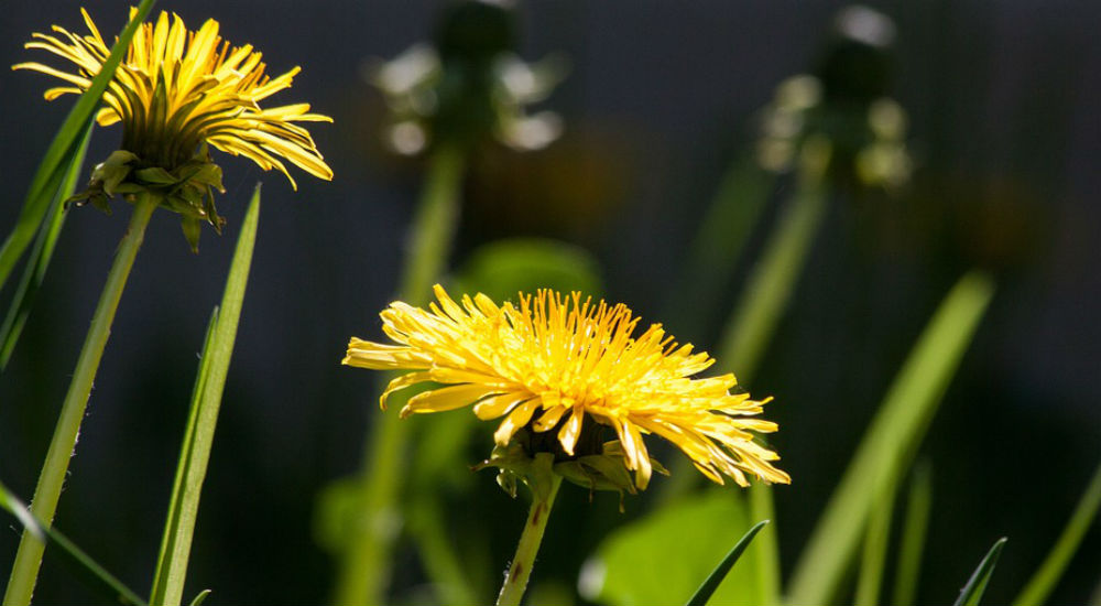 une fleur de pissenlit dans un pré