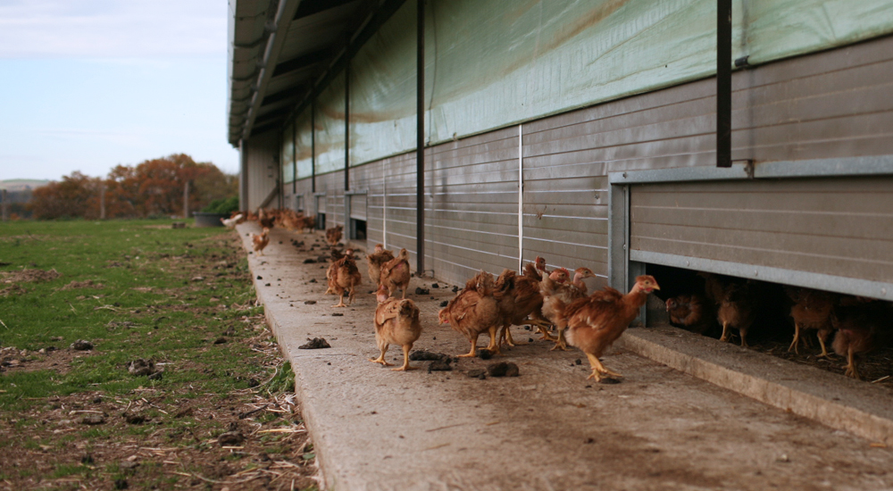 Poulet bio : tout savoir de l'élevage à l'abattage