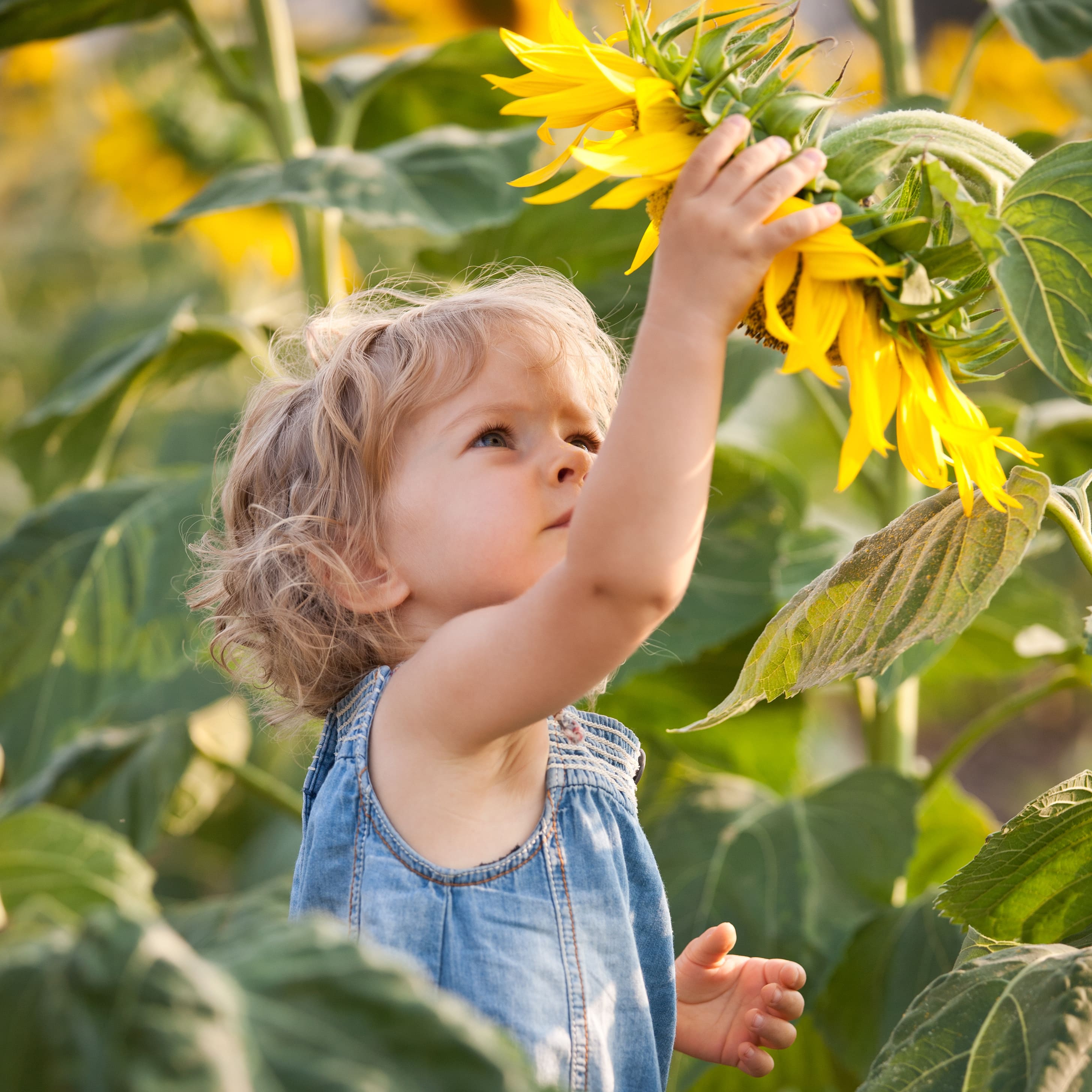 Les Alternatives Biologiques aux pesticides Solutions naturelles au jardin et en agriculture