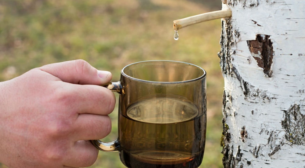 un homme récole de la sève de bouleau dans une tasse