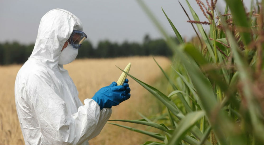 un agriculteur en blouse de protection manipule du maïs transgénique