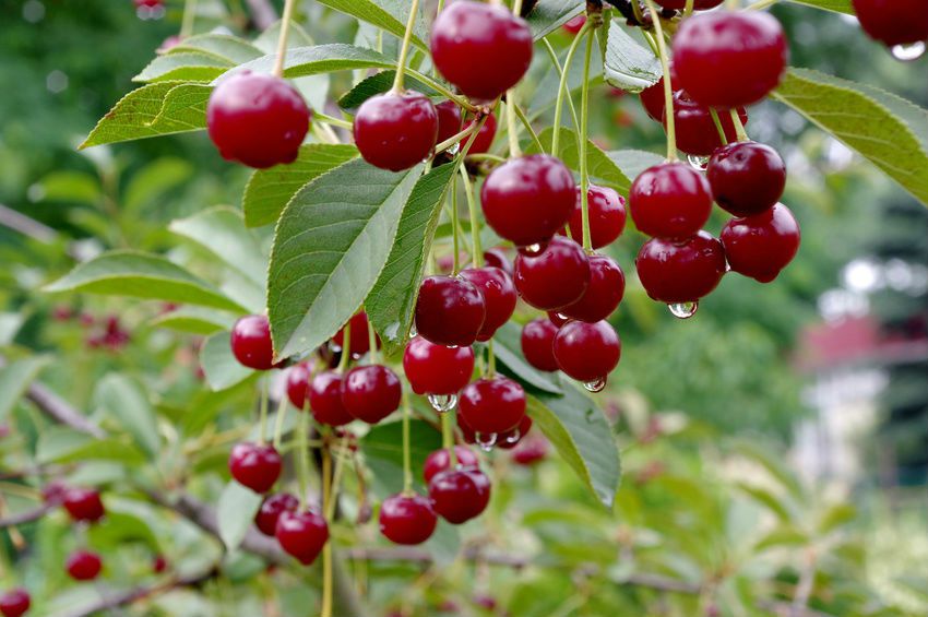 cerises sur un arbre