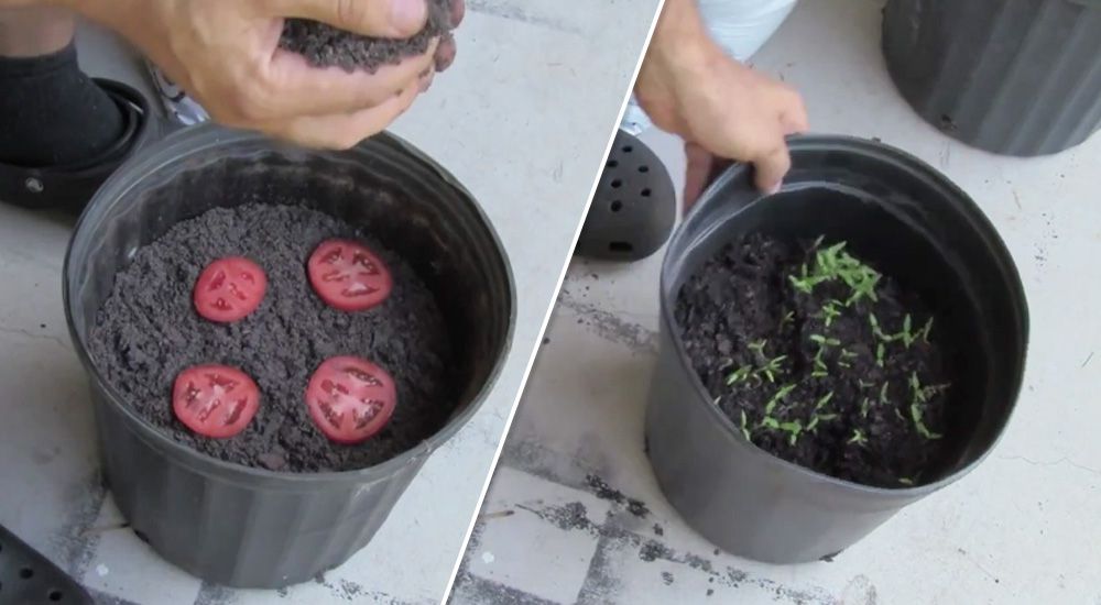 Homme mettant des rondelles de tomates dans un seau de terreau