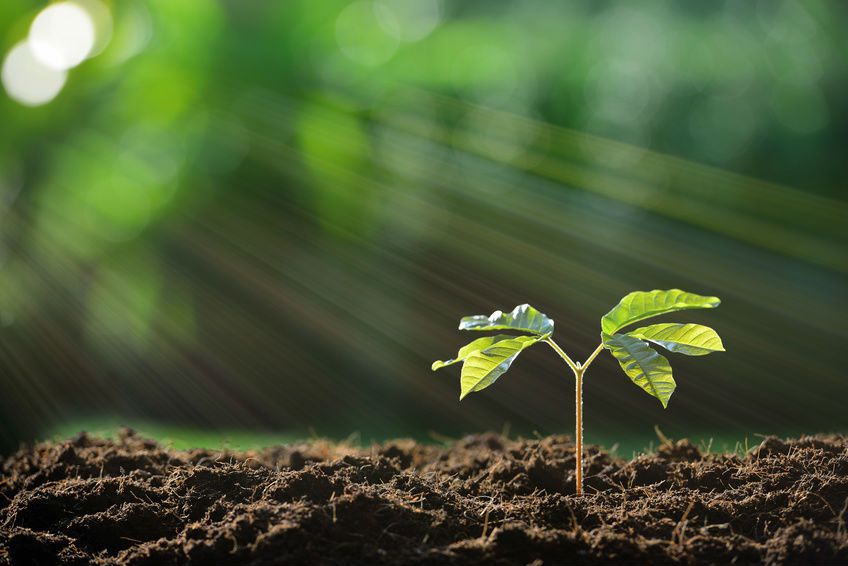 Une plante en train de pousser dans la terre