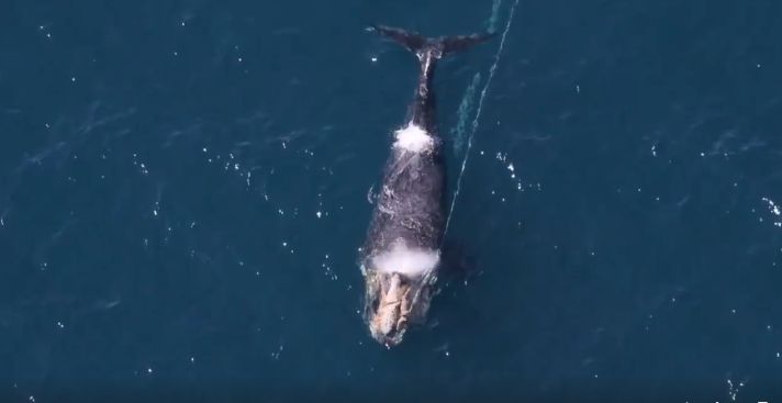 un étrange animal qui nage dans la mer