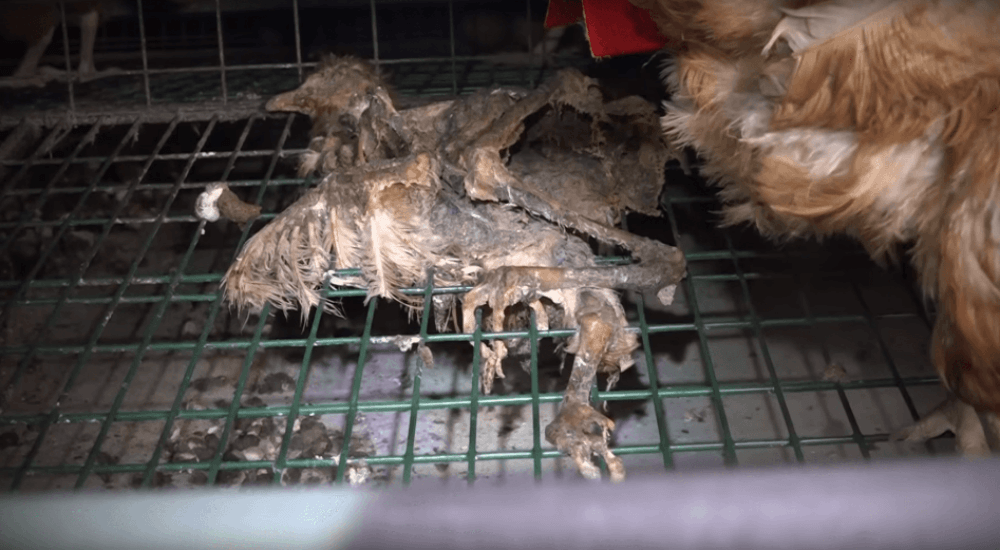 des cadavres de poules dans les cages 