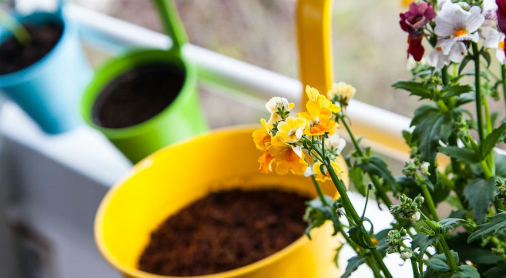 des pots bleus, verts et jaunes à coté d'une fleur jaune 