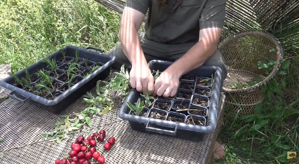 Jardinier bio faisant ses boutures de romarin