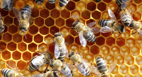 des abeilles dans une ruche