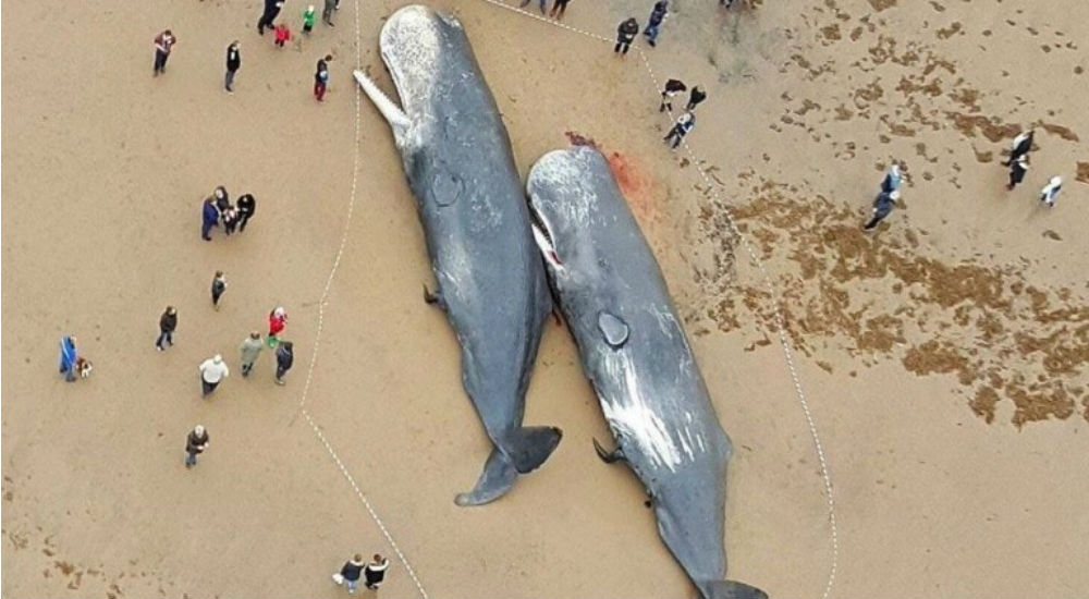 des cachalots échoués sur une plage