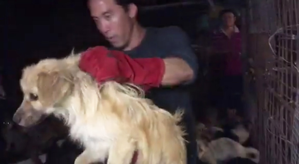 Marc Ching en train de secourir un chien à Yulin