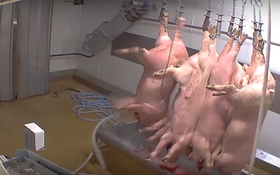 Des cochons qui pendent par les pieds et se vide de leur sang