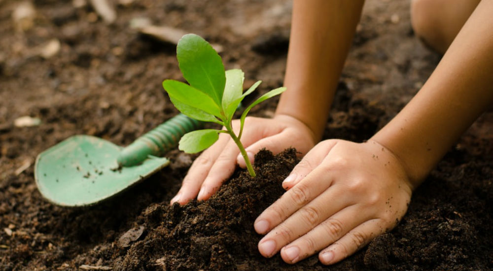un enfant plante un arbre
