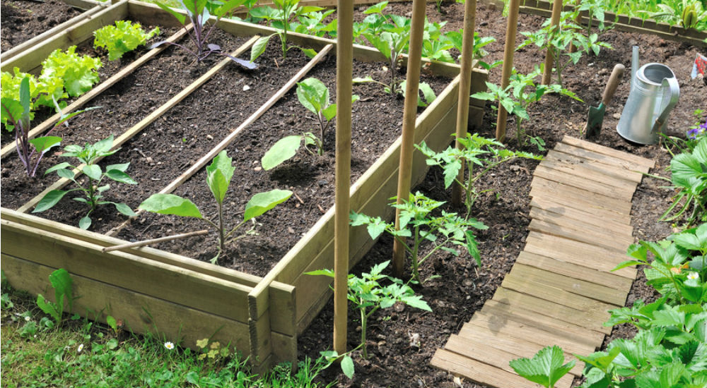 un potager de légumes avec un arrosoir