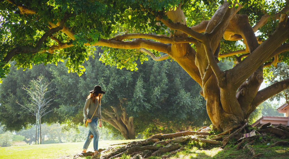 une femme marche sous un grand arbre