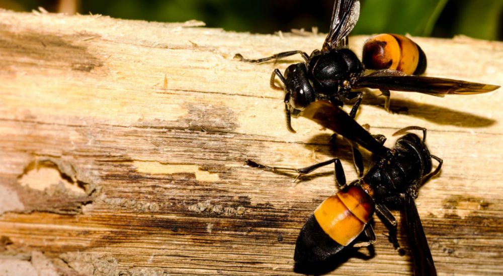 deux frelons asiatiques sur une branche 