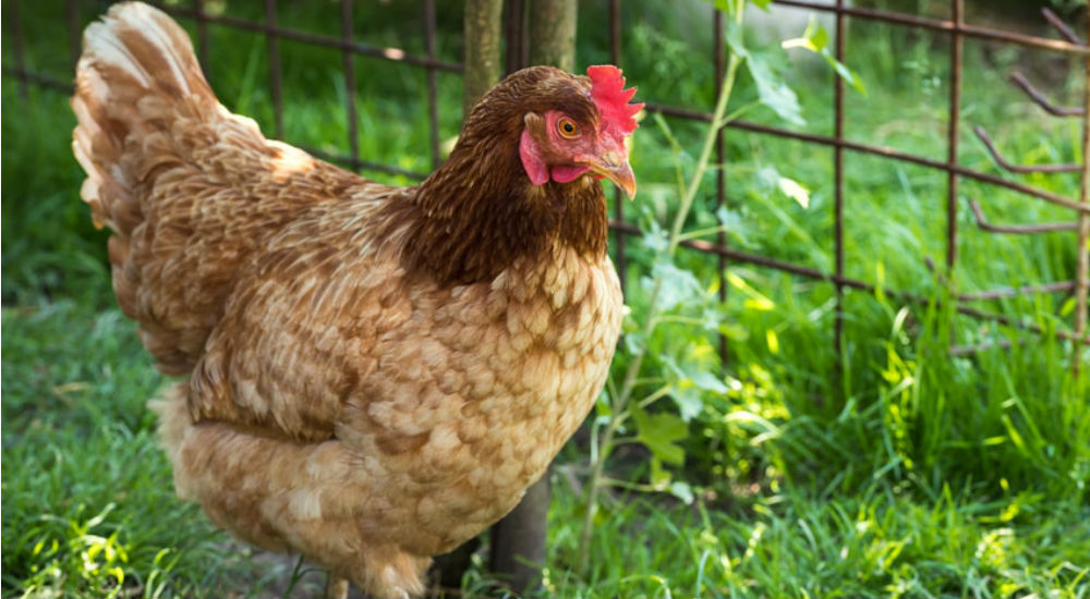 une poule dans un jardin