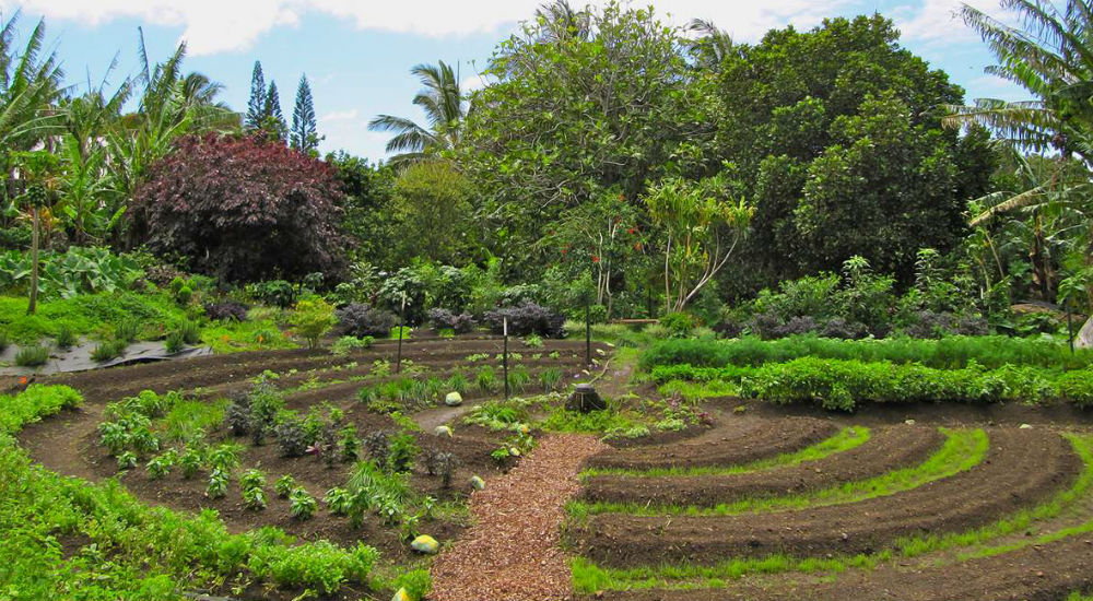 La permaculture est officiellement une activité rentable selon l’INRA