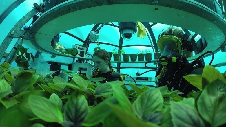 des plongeurs surveillent les plantations de légumes sous l'eau