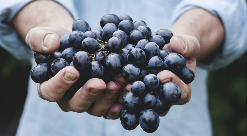 un homme tient du raisin dans ses mains