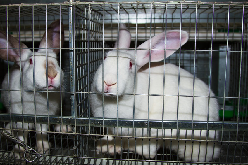 des lapins de laboratoires enfermés dans des cages 