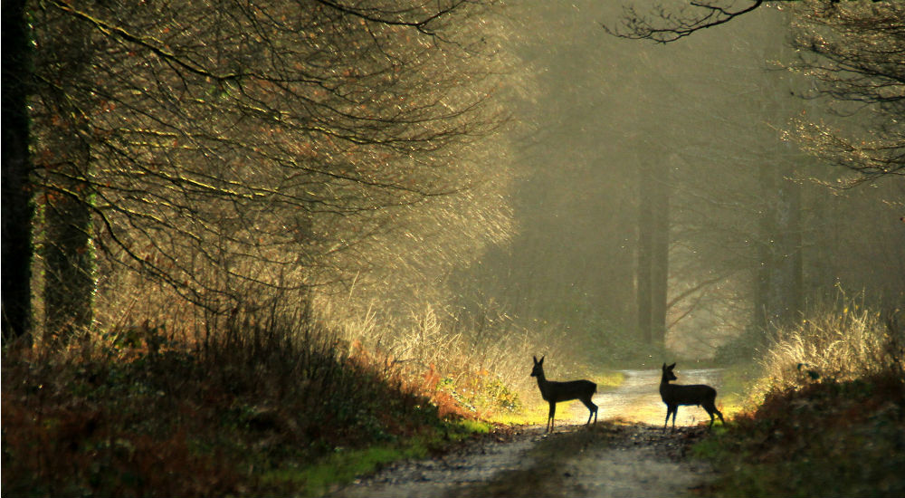 deux chevreuils dans la forêt