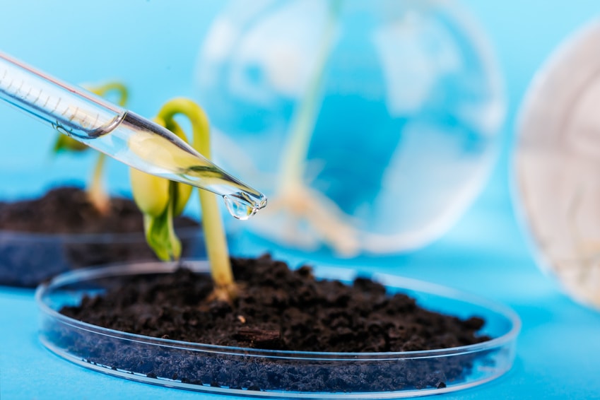 des pousses de plantes génétiquement modifiées