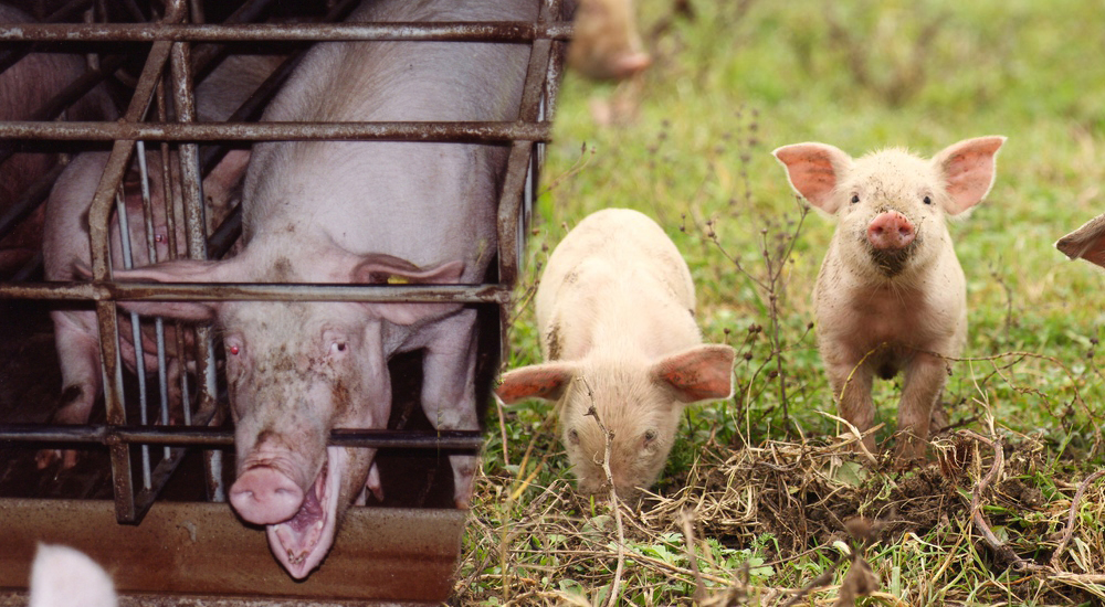 des cochons élevés en industrie et des cochons élevés en plein air