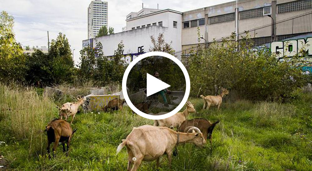 Un berger citadin regarde ses chèvres pètre au milieu des tours