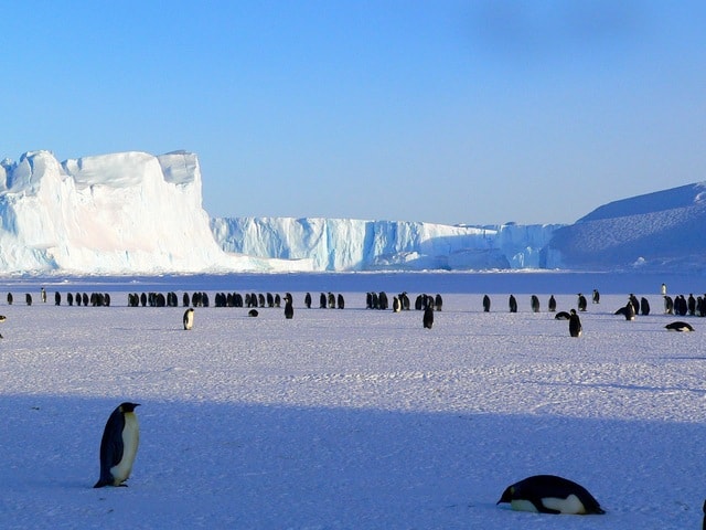 des pingouins sur une banquise 