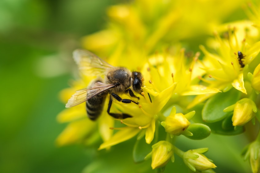 Une abeille en train de polliniser une fleur 