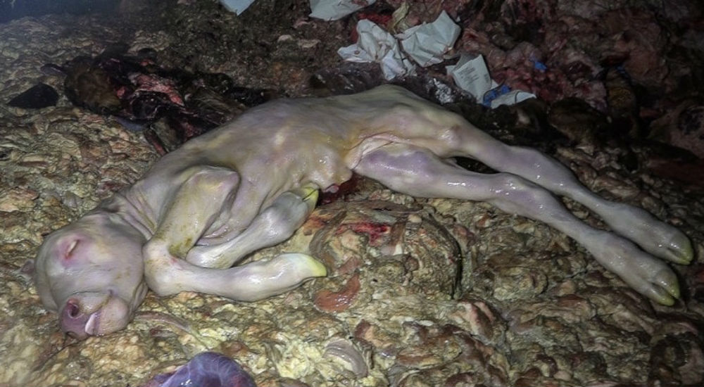 des foetus de vache jetés à la poubelle