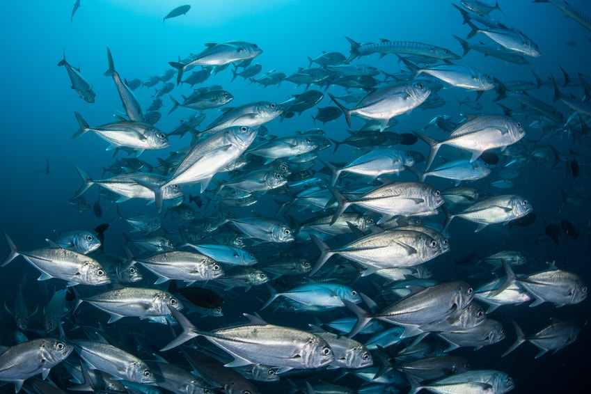 des poissons nageant dans l'océan