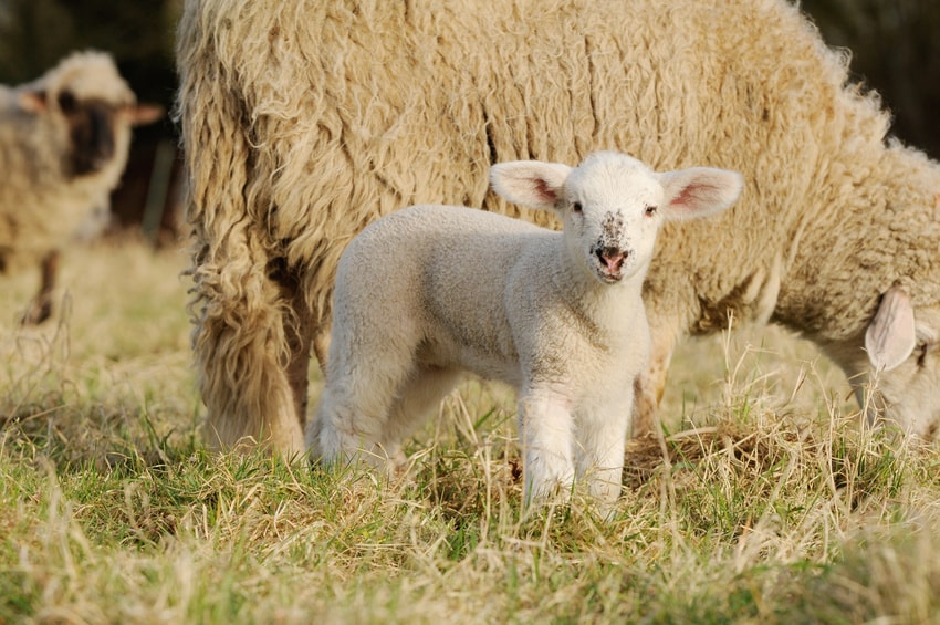 un agneau près de sa mère 
