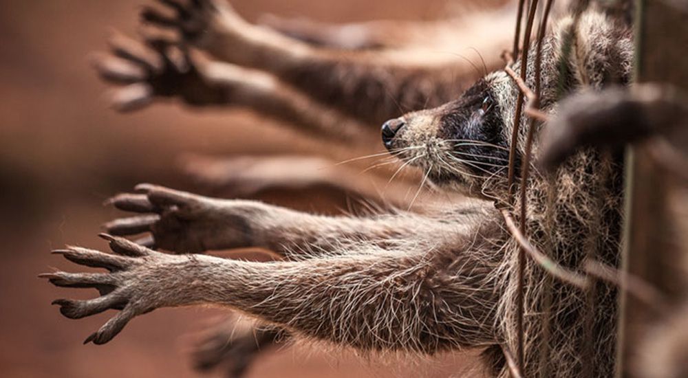 Un raton laveur tend sa main à travers un grillage