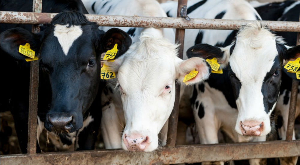 des veaux derrière une barrière dans la ferme des 1000 veaux