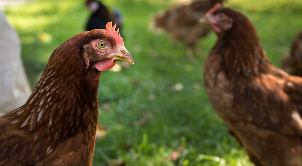 des poules en plein air