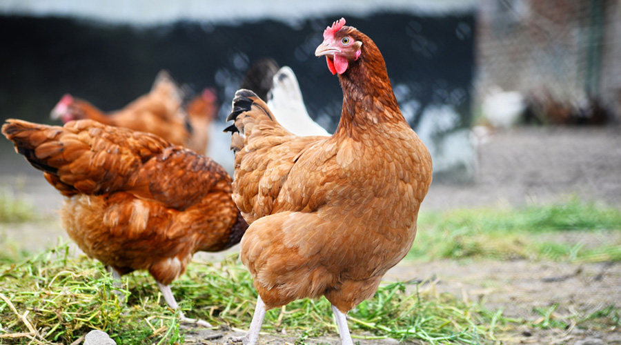 Une jolie poule ganbade dans une basse-court