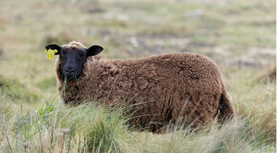 un mouton noir d'Ouessant dans un pâturage