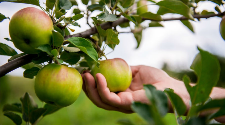 une main cueille une pomme