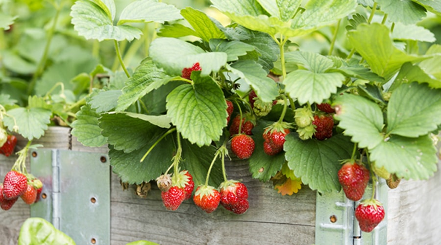 Pesticides : un producteur de fraises bio picard part en guerre contre l'Espagne