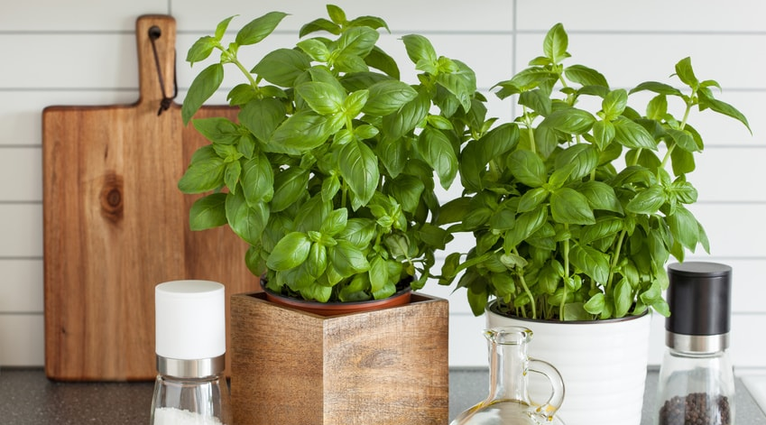 Plantes d'intérieur, Nourrir sa passion, une pousse à la fois