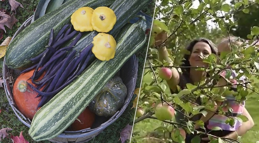 Cette famille canadienne vit en autosuffisance alimentaire