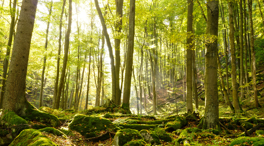 des arbres dns une forêt qui se parlent