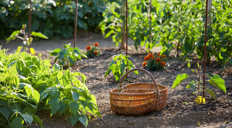 panier dans un potager