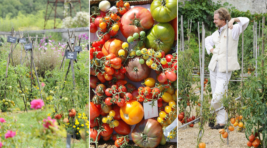 Louis-Albert de Broglie dans son potager