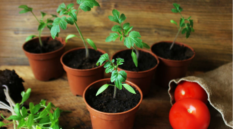 Plante qui pétille en pot de culture