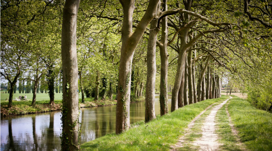 un chemin en pleine nature